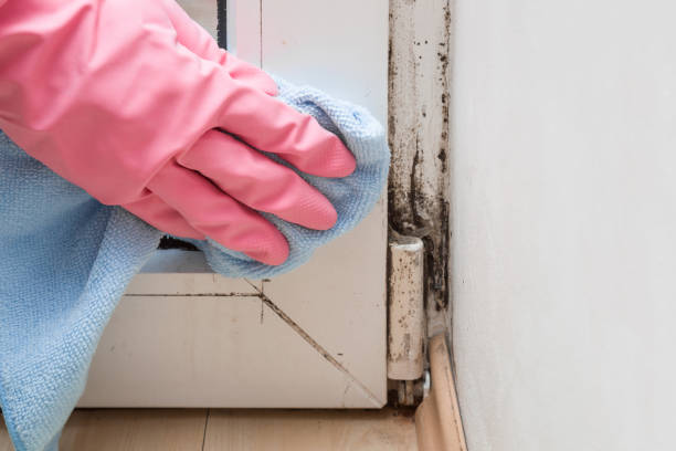 Best Certified Mold Removal  in Hahira, GA