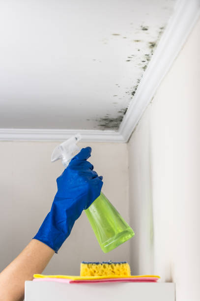 Best Local Mold Removal Service  in Hahira, GA